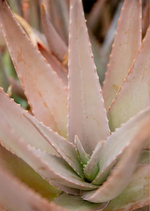 WELCOME TO AGAVE STRATEGIES